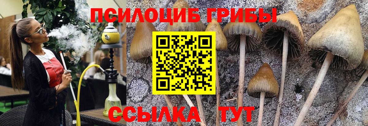 Псилоцибиновые грибы Psilocybine cubensis Сердобск